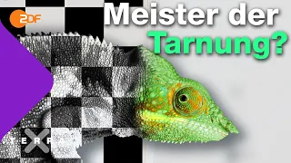 Darum ändern Chamäleons ihre Farbe wirklich | Terra X plus