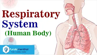 Human Respiratory System in Hindi Class 10 Science | Narendra Sir (IITB 2003 AIR 445)