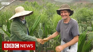 How to combine food production with reforestation - BBC News