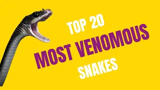 Top 20 Venomous Snakes of the World
