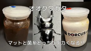 2回目の体重測定！〜オオクワガタマットと菌糸比較〜【昆虫教室】