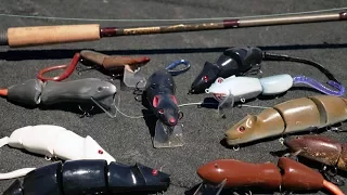 RAT FISHING Made EASY!  Everything You Need To Know