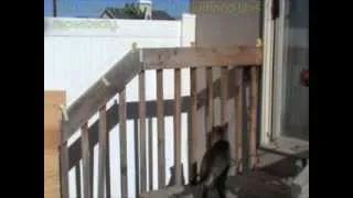 Cat Jump Fail- Cat Gets Shocked by Electric Wired Handrail / Fence