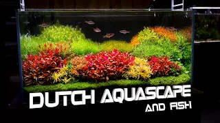 Dutch Aquascape And Stunning Fish For Planted Aquariums - Nudo Konsept Akvaryum