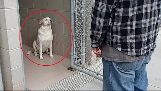 Приютский пёс заплакал, узнав стоящего перед ним человека, посмотрите, что произошло дальше❗