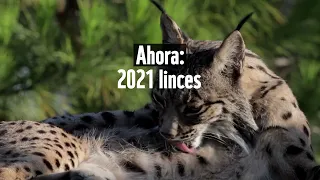 Grandes noticias: ¡ya hay 2021 linces ibéricos en estado salvaje!