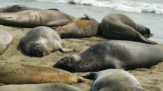 Elephant Seals, Central California Coast