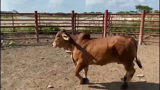 Brahman rojo ubicados en panaba yucatán