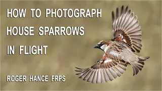 Photographing Sparrows in Flight using the Olympus EM1X and Pro Capture