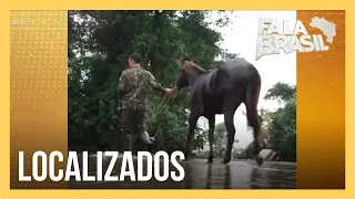 RS: militares resgatam oito cavalos ilhados