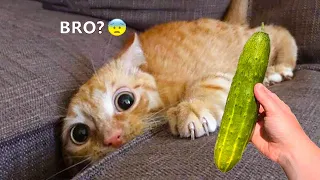 New Funny Animals 2024 🐈🐕 #Funniest Cutest Cats and Dogs🐱😻🐶 Part 40