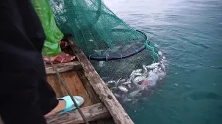 一网拉起两三百斤鱼，水面瞬间沸腾了，阿兴根本提不起来