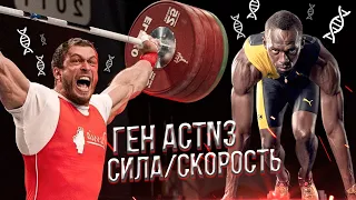 Генетика в спорте / Ген ACTN3 / Сила и скорость мышцы