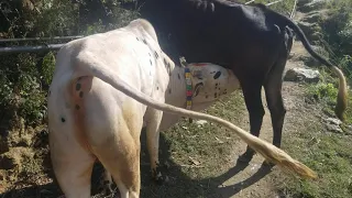 Big bull drinking the cow milk |milking cow and bull