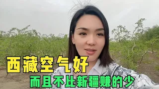 粉丝建议阿宁把西藏民宿卖掉，但待在西藏的收入比新疆高，该咋办【楼兰阿宁】