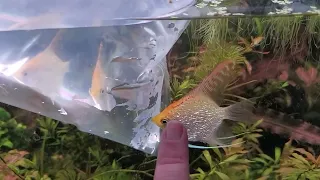 Peacefully Adding New Fish to An Existing Aquarium. How to Introduce Fish Without Fights & Injuries!