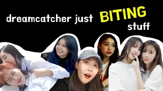 introducing dreamcatcher just biting stuff 🍽️