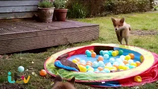 Trampolining fox cubs become TV stars!