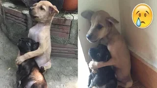 Der Grund, warum diese zwei Hunde sich nicht aufhören zu umarmen, ist unglaublich...