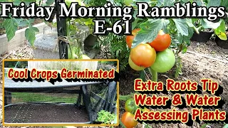 Water & Fertilizing, Cool Crops Sprouted, Assessing Issues, & Tour:  FM Gardening Ramblings E-61
