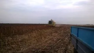 Harvest sunflower with Claas Dominator 98 sl