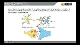 Clase 11: Sinápsis Química y Eléctrica