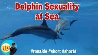 Dolphin sexuality at Sea #short #shorts