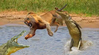 Lion Was Attacked By A Group Of Crocodiles While Crossing The River