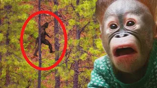 Top 5 BigFoot Sightings !