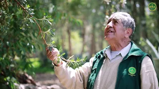 EL QUINUAL ES UN ÁRBOL NATIVO MILENARIO QUE CONSERVA NUESTROS SUELOS Y MEDIO AMBIENTE