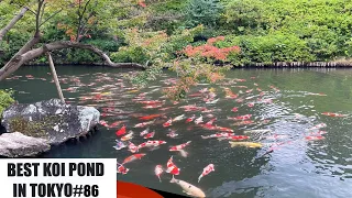 THE BEST KOI POND IN TOKYO (HAPPO-EN, MEGURO, TOKYO, Japan)(八芳園、目黒、東京)