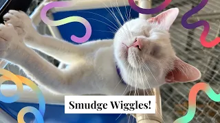 Smudge Wiggles