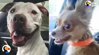 Shelter Dogs React to Being ADOPTED | The Dodo