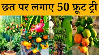 मैंने छत पर लगाए 50 फ्रूट ट्री | 50 Fruit Tree In My Terrace Garden | Terrace & Gardening