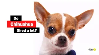 How Much Do Chihuahuas Shed? How To Deal With It?