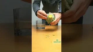 How To Propagate A Pineapple (Original Pineapple Water Propagation Video)