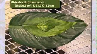 Physics of Life - Leaf Temperature