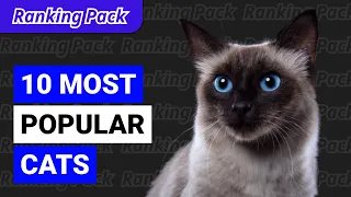 10 Most Popular Cats