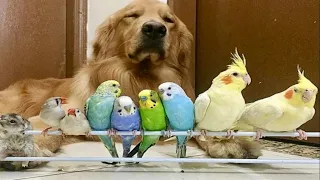 Parrot Being Dramatic & Weird For 14 Minutes - Funny and Cute Bird Compilation Cute Animal Planet