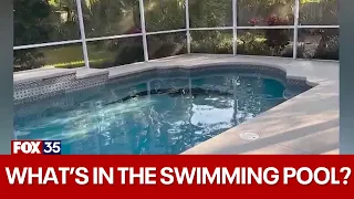 Massive alligator found in Florida homeowner's swimming pool