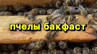 Пчелы бакфаст