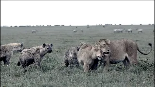 Is it real??? Joint operation between the lion and the hyena   [African Safari Plus⁺] 125