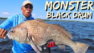 MONSTER BLACK DRUM on light tackle!! (Catch, Clean, and Cook)