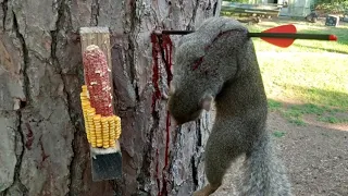 My Last Squirrel Hunt....w/ Mini Striker Crossbow