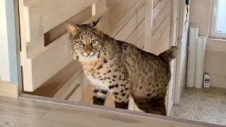 LURING BOBCAT LUNA TO THE SECOND FLOOR / The first successes of shy lynx