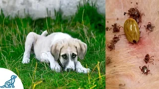 Symptoms of Lyme Disease in Dogs- And Why It's SO Dangerous - Professional Dog Training Tips