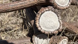 Shed hunting 2024 | Brown Elk Sheds on the @initialascentpacks