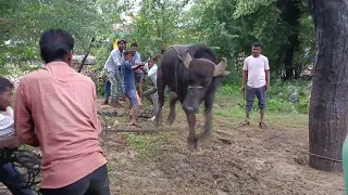 buffalo and pada crossing successful video/DM farm kajodiya