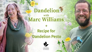 Dandelion with Marc Williams + Recipe for Dandelion Pesto