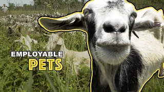 CUTE GOATS: Hungry goats are a clean way to clear landscaping